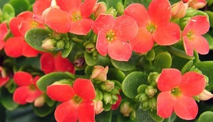 Kalanchoe pro léčbu chronické prostatitidy