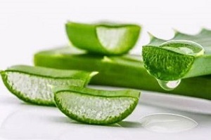 aloe k léčbě prostatitidy